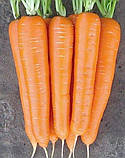Морква Нантська 20г, фото 3