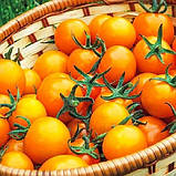 Томат Золотий Горіх 0,1 г, фото 2