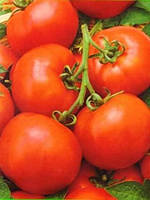 Семена томата Аврора F1 1 грамм (Элитный ряд)