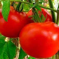 Семена томата Барон F1 1 грамм (Элитный ряд)