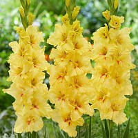 Луковиці 10/12 Гладіолус Гофрований Yellow Age 60 шт.