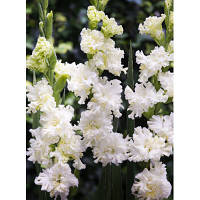 Луковиці 10/12 Гладіолус Гофрований Octopus 60 шт.