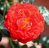 Роза Starlet Rose Carmen (Скарлет Роза Кармен) штамб -120, фото 5