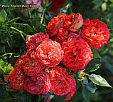 Роза Starlet Rose Carmen (Скарлет Роза Кармен) штамб -120, фото 2