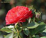 Роза Starlet Rose Carmen (Скарлет Роза Кармен) штамб -120, фото 7