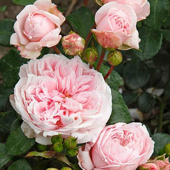 Саджанці парковій троянди Сіндерелла (Rose Cinderella)