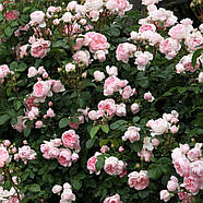 Саджанці парковій троянди Сіндерелла (Rose Cinderella), фото 3