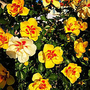 Саджанці паркової троянди Айконік (Rose Eyeconic), фото 3