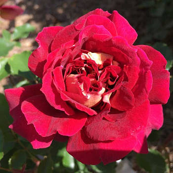 Саджанці парковіої троянди Луїс Франція (Rose Louis Francia)