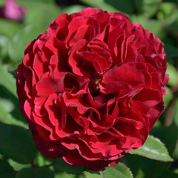 Саджанці паркової троянди Надя Ренесанс (Rose Nadia Renaissance)