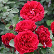 Саджанці паркової троянди Надя Ренесанс (Rose Nadia Renaissance), фото 3