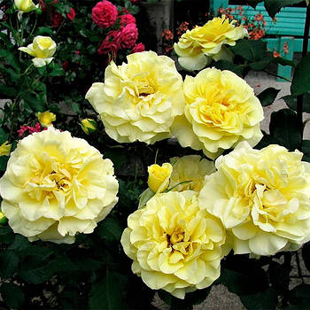 Саджанці паркової троянди Штернталер (Rose Sterntaler)