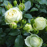 Саджанці троянди флорибунда Лемон Рококо (Rose Lemon Rokoko), фото 3