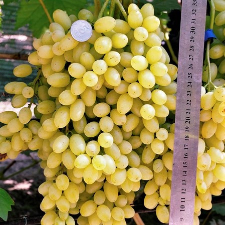 Саджанці Винограду Кишмиш Лорус - середнього терміну, великоплідний, морозостійкий, фото 1