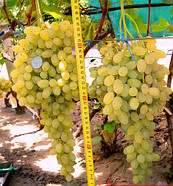 Саджанці Винограду Кишмиш Лорус - середнього терміну, великоплідний, морозостійкий, фото 2