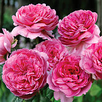 Саджанці паркової троянди Елоді Госсюэн (Rose Elodie Gossuin)
