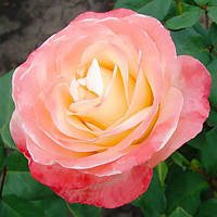 Саженцы чайно-гибридной розы Белла Перла (Rose Belle Perle)