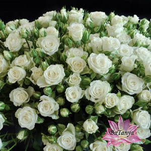 Троянди спрей Вайт Леді