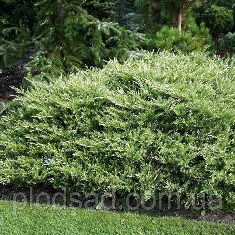 Ялівець горизонтальний 'Andorra Compact Variegata'