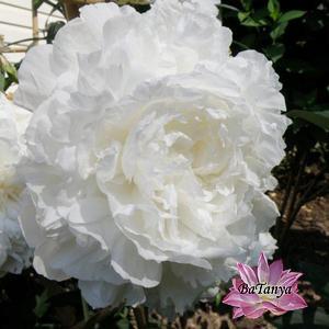 Півонія Сара Бернар (білий), фото 1