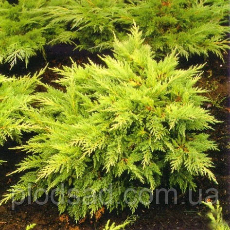 Ялівець середній Sheridan Gold