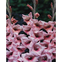 Луковиці Гладіолус низькорослий бамбуно Bastia 60 шт.