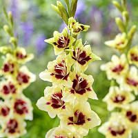 Луковиці Гладіолус низькорослий бамбуно Etty 60 шт.