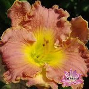 Лилейник French Lingerie (Френч Линджери (61), фото 1