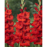 Луковиці Гладіолус низькорослий бамбуно Red King 60 шт.