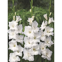 Луковиці Гладіолус низькорослий бамбуно Virgin 60 шт.