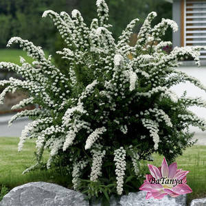 Спірея сіра 'Грефшейм (контейнер 0,5л)