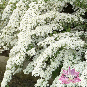 Спірея біла Вангута (Нарячена)