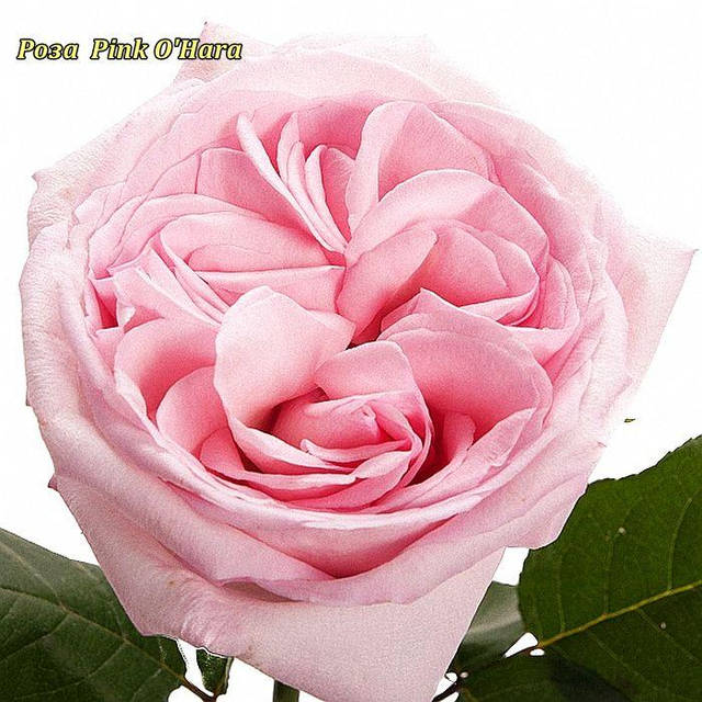 Роза чайно-гибридная Pink O′Hara (Пинк О,Хара): продажа