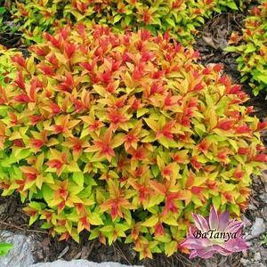 Спірея японська Голд-флейм (контейнер 0,5л)