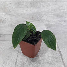 Спатіфіллум