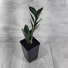 "Заміокулькас"