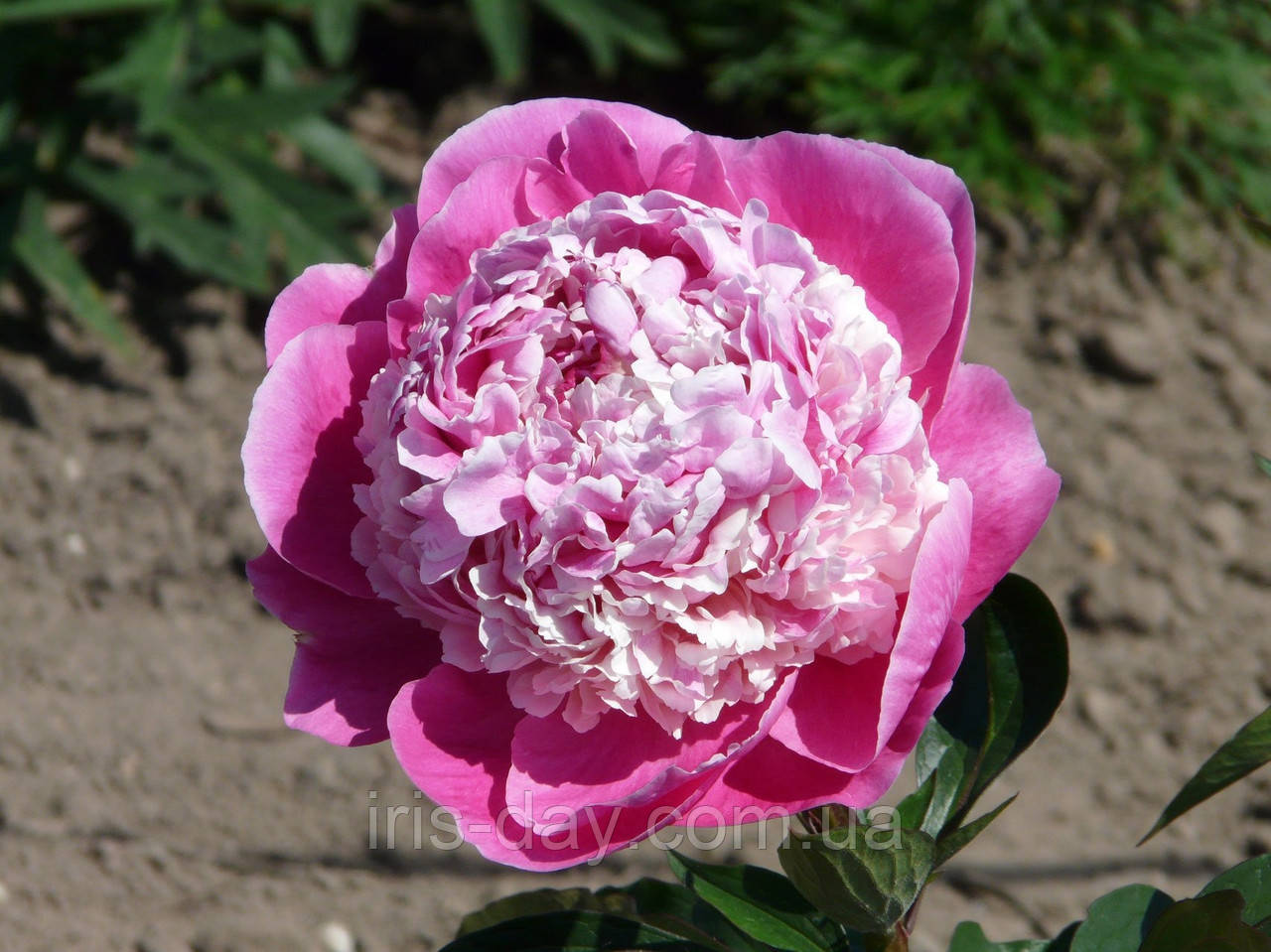 Півонія Pink Derby Пінк Дербі (Bigger 1966) (сажінки), фото 1