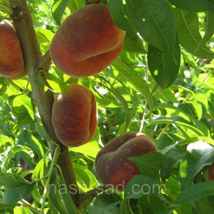 Саджанці персика інжирного Світ Рінг (Італія)