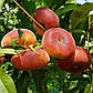 Саджанці персика інжирного Світ Рінг (Італія), фото 2