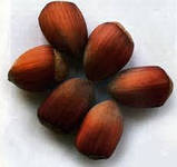 Саджанці горіха фундук сорт "Зеленолистий" 2-річний, фото 3