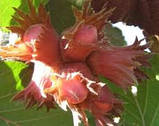 Човники горіха фундук сорт "Пурпуровий", фото 2