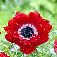 Анемон махровий The Governor