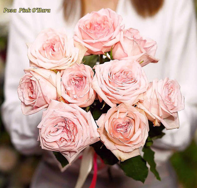 Роза чайно-гибридная Pink O′Hara (Пинк О,Хара): продажа