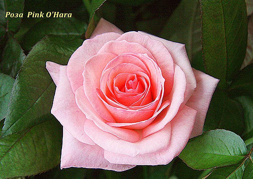 Роза Роза чайно-гибридная Pink O′Hara (Пинк О,Хара): продажа