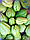 Саджанці Чайота — мексиканський огірок, фото 8