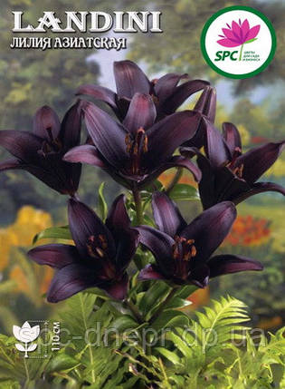 Лілія азіатська Landini, фото 2