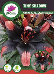 Лілія азіатська танго Tiny Shadow