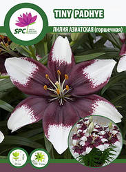 Лілія азіатська танго Tiny Padhye