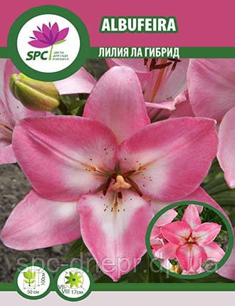 Лілія ла гібрид Albufeira