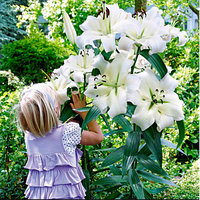 Цибулини Лілії ВІД гібриди оптом